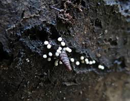 Attēlu rezultāti vaicājumam “Trichia longipalpis spores”