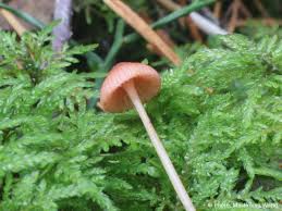 Attēlu rezultāti vaicājumam “Mycena rosella”