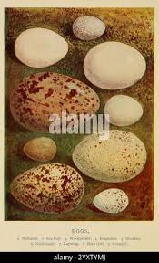 Attēlu rezultāti vaicājumam “Gallinago gallinago eggs”