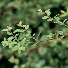 Attēlu rezultāti vaicājumam “Symphoricarpos x chenaultii”