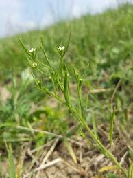 Attēlu rezultāti vaicājumam “Thesium ebracteatum leaf”