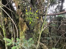 Attēlu rezultāti vaicājumam “Metzgeria violacea”