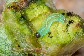 Attēlu rezultāti vaicājumam “Pontania proxima”