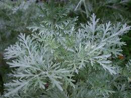 Attēlu rezultāti vaicājumam “Artemisia absinthium leaf”