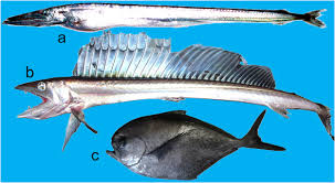 Image result for Eumegistus illustris