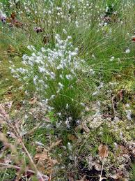 Attēlu rezultāti vaicājumam “Trichophorum alpinum”