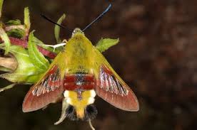 Attēlu rezultāti vaicājumam “Hemaris fuciformis”