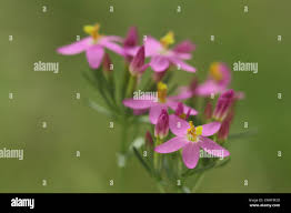 Attēlu rezultāti vaicājumam “Eurhynchiastrum pulchellum macro”