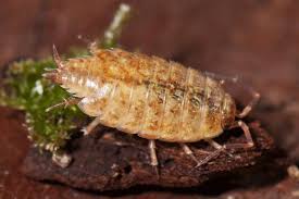 Attēlu rezultāti vaicājumam “Ligidium hypnorum”