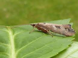 Attēlu rezultāti vaicājumam “Trichoptera egg mass”