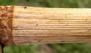 Attēlu rezultāti vaicājumam “Diderma radiatum stalked”