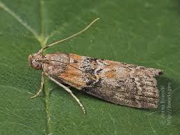 Attēlu rezultāti vaicājumam “Sciota adelphella”