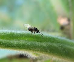 Attēlu rezultāti vaicājumam “Aulacidea hieracii”