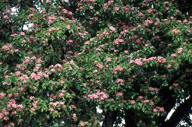 Attēlu rezultāti vaicājumam “Crataegus laevigata”