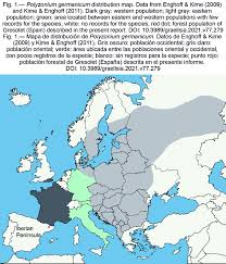 Attēlu rezultāti vaicājumam “Polyzonium germanicum”