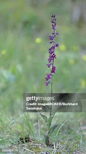 Attēlu rezultāti vaicājumam “Epipactis atrorubens flower”