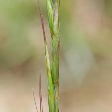 Attēlu rezultāti vaicājumam “Helictotrichon pratense”