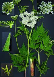 Image result for Chaerophyllum aureum