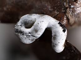 Attēlu rezultāti vaicājumam “Physarum bitectum”