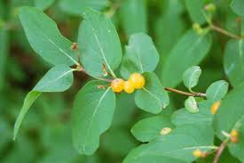 Attēlu rezultāti vaicājumam “Lonicera tatarica fruit”