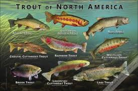 Image result for Salvelinus confluentus