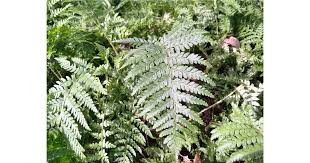 Attēlu rezultāti vaicājumam “Polystichum braunii”