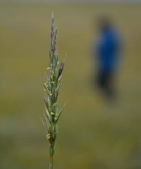Attēlu rezultāti vaicājumam “Elymus caninus fruit”