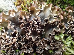 Attēlu rezultāti vaicājumam “Peltigera”