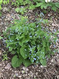 Attēlu rezultāti vaicājumam “Brunnera macrophylla”