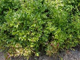 Attēlu rezultāti vaicājumam “Vaccinium angustifolium”