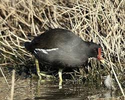 Attēlu rezultāti vaicājumam “Gallinula chloropus adult”