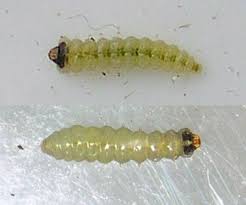 Attēlu rezultāti vaicājumam “Lyonetiidae”