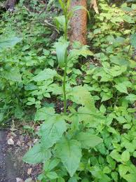 Attēlu rezultāti vaicājumam “Lapsana communis”