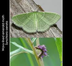 Attēlu rezultāti vaicājumam “Comatricha ellae stalked”