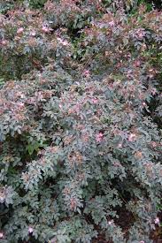 Attēlu rezultāti vaicājumam “Rosa glauca flower”