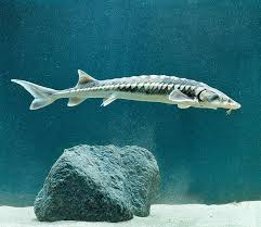 Image result for Acipenser desotoi