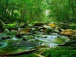 River-Deep-Forest-Wp-TW2010.png