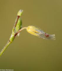 Attēlu rezultāti vaicājumam “Cerastium holosteoides fruit”