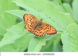 Attēlu rezultāti vaicājumam “Brenthis ino underside”