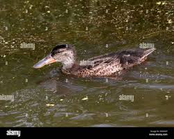 Attēlu rezultāti vaicājumam “Anas clypeata”