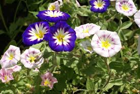 Image result for Convolvulus tricolor