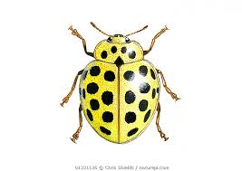 Attēlu rezultāti vaicājumam “Psyllobora vigintiduopunctata”