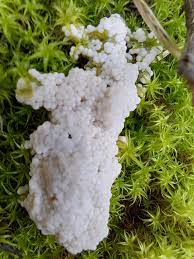 Attēlu rezultāti vaicājumam “Physarum murinum spores”