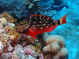 Image result for Sparisoma viride