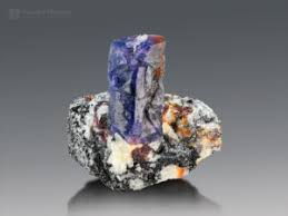 Attēlu rezultāti vaicājumam “Craterium sp.”