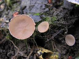 Attēlu rezultāti vaicājumam “Ciboria amentacea”