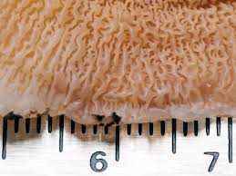 Attēlu rezultāti vaicājumam “Phlebia tremellosa”