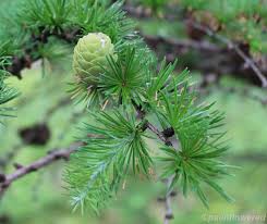 Attēlu rezultāti vaicājumam “Larix decidua”