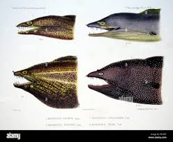 Image result for Gymnothorax vicinus