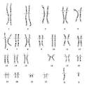 Cytogenetics Information Site